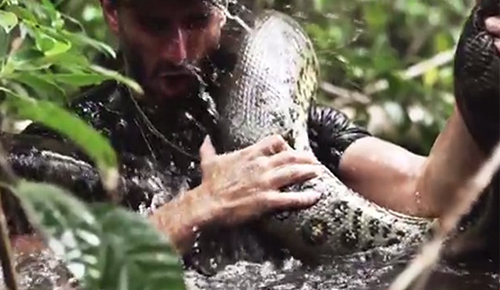 Un explorateur dévoré vivant par un anaconda
