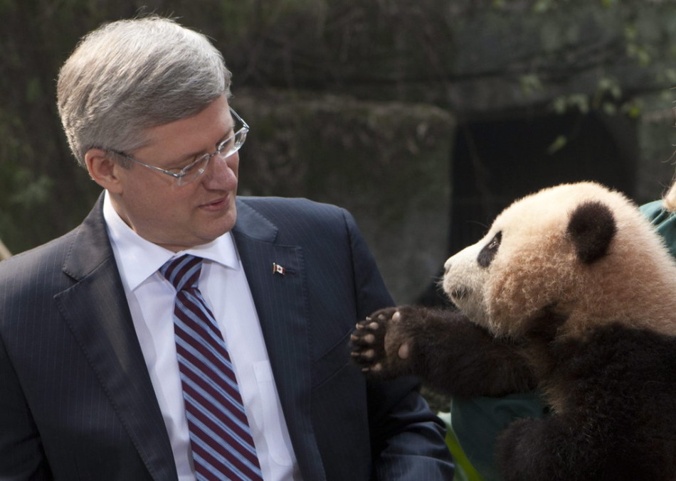 Le cliché du 11 février 2012, pris au zoo de Chongqing montre le Premier ministre canadien Stephen Harper face à face avec un panda géant. Lors de sa visite, la Chine avait donné son accord pour offrir un couple de pandas géants au Canada pour des études conjointes sur une période de dix ans.