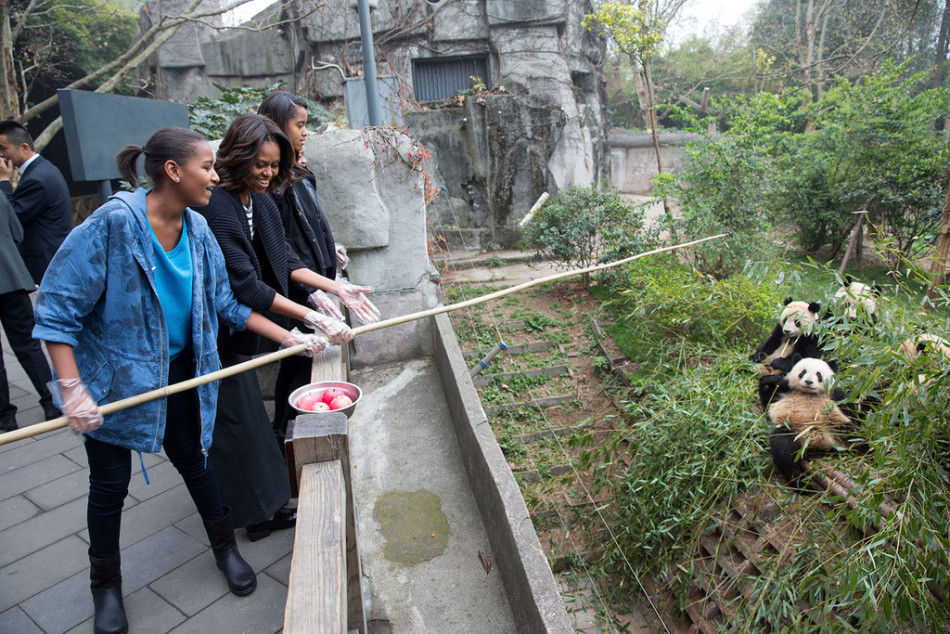 Sur cette photo prise le 26 mars 2014 à Chengdu, Michelle Obama,  la Première dame américaine a établi un premier contact avec des pandas géants de la Base de protection et de recherche de ces trésors chinois.