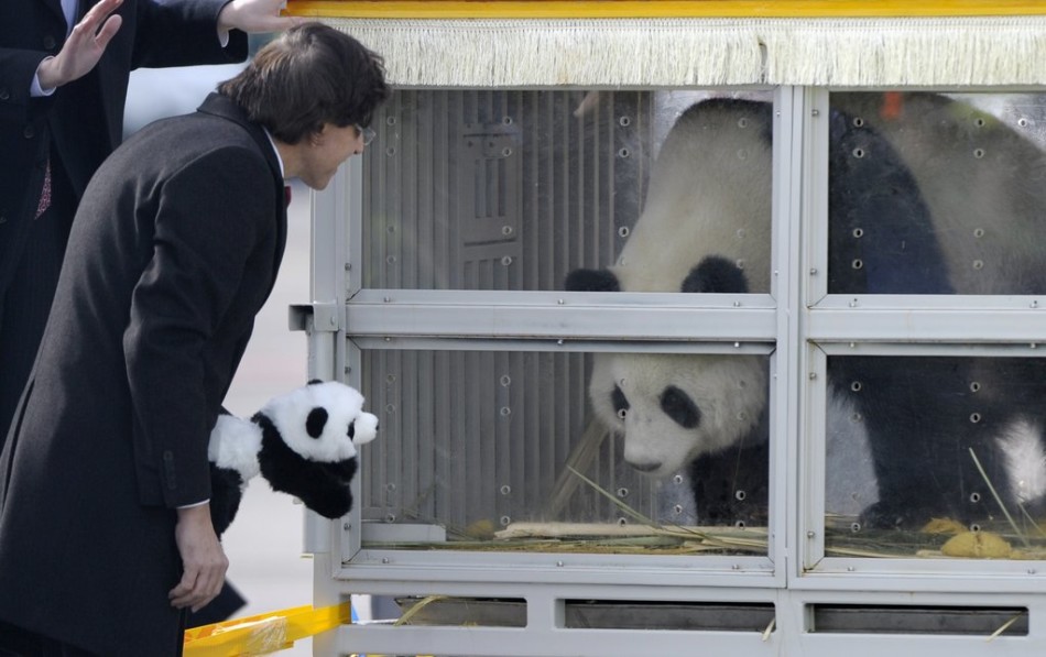 Les deux pandas Xinghui et Haohao sont accueillis comme des vrais stars par l'ancien Premier ministre belge Elio Di Rupo à l'aéroport de Bruxelles (cliché du 23 février 2014).