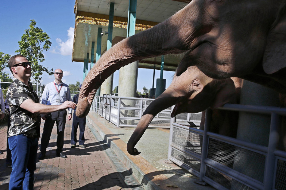 Le 13 novembre 2014, dans la capitale birmane Naypyidaw, on aperçoit sur cette image le Premier ministre russe Dmitri Medvedev nourrir des éléphants lors de sa visite dans un zoo local.