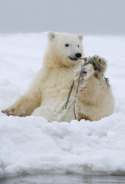 Images cocasses d'ours polaires en difficulté