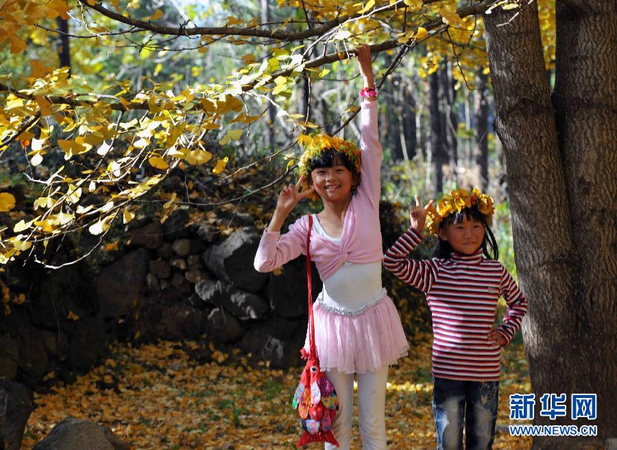 Une forêt de ginkgos dans le Yunnan