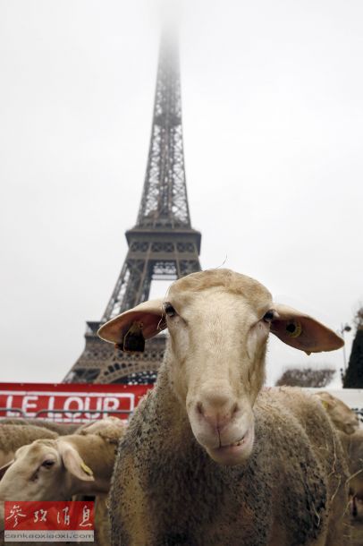 Des bergers et 300 moutons crient au loup au pied de la Tour Eiffel