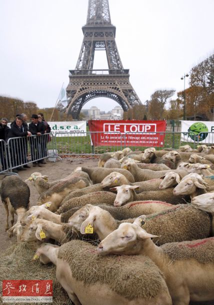 Des bergers et 300 moutons crient au loup au pied de la Tour Eiffel