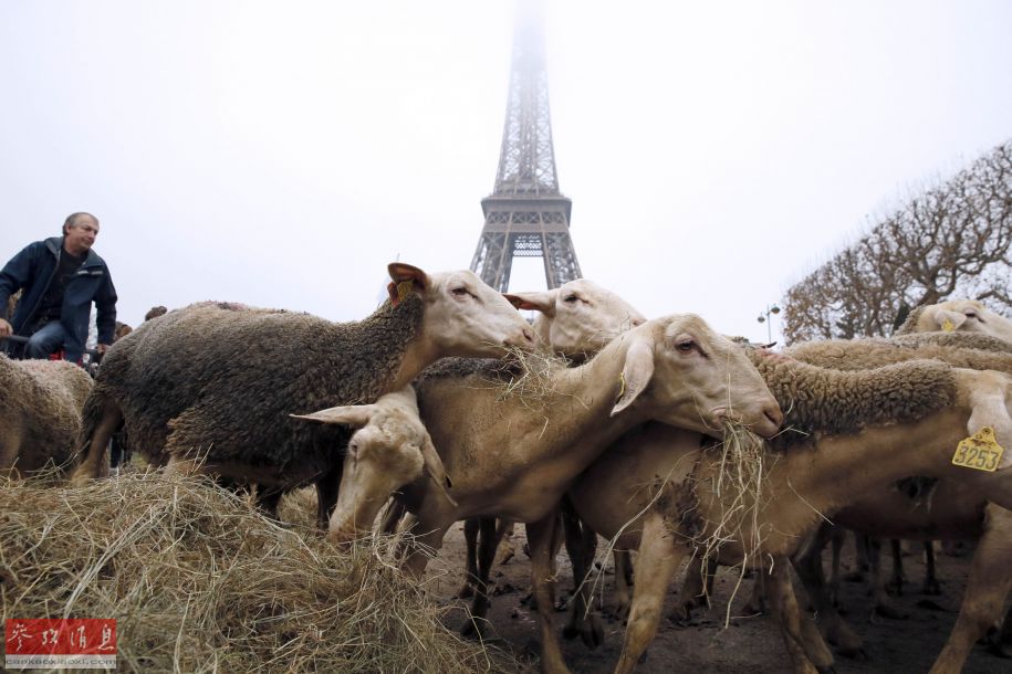 Des bergers et 300 moutons crient au loup au pied de la Tour Eiffel