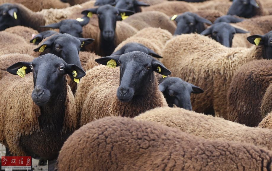 Des bergers et 300 moutons crient au loup au pied de la Tour Eiffel