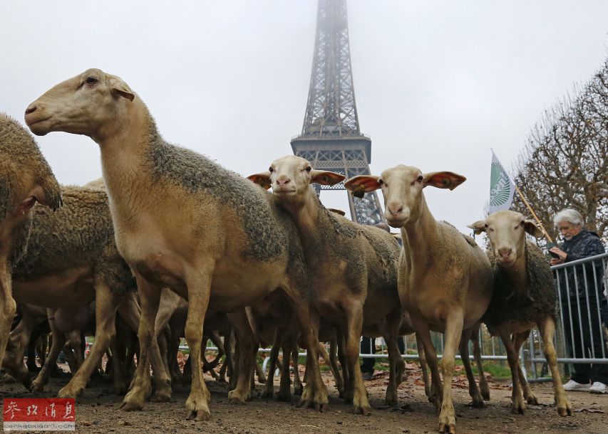 Des bergers et 300 moutons crient au loup au pied de la Tour Eiffel