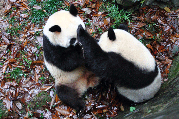 Kung Fu Panda à Hangzhou