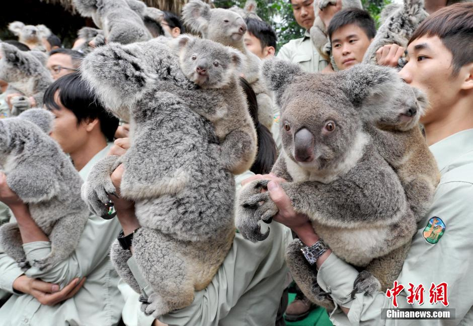 Koalas : cinq générations sous le même toit à Guangzhou