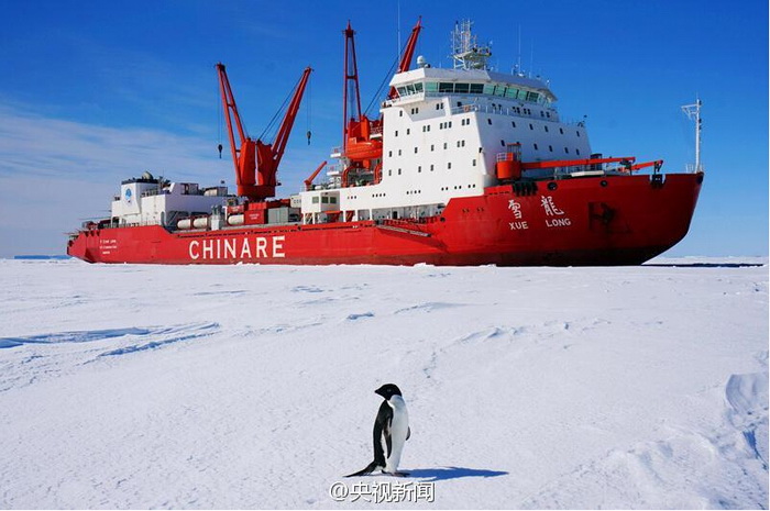 Des pingouins saluent les chercheurs chinois