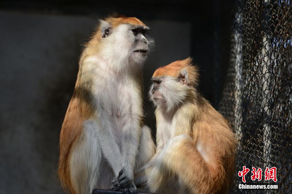 Des animaux profitent du soleil d’hiver