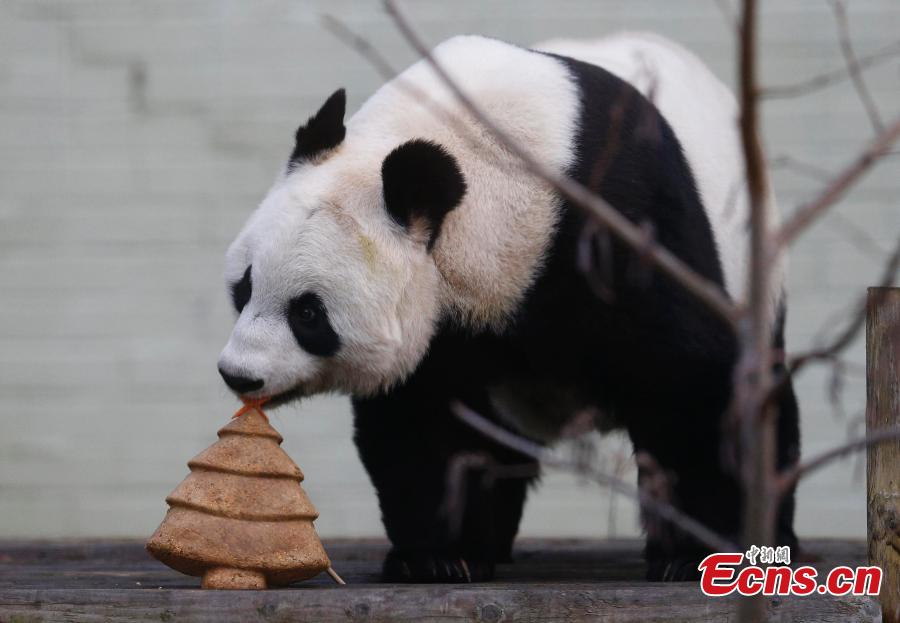 Tian Tian (Chouchou), la femelle panda géant originaire de Chine  déguste un superbe gâteau en forme de sapin de Noël préparé spécialement pour elle, mercredi 17 décembre au le zoo d'Edimbourg (Ecosse).