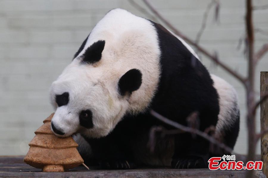 Tian Tian (Chouchou), la femelle panda géant originaire de Chine  déguste un superbe gâteau en forme de sapin de Noël préparé spécialement pour elle, mercredi 17 décembre au le zoo d'Edimbourg (Ecosse).