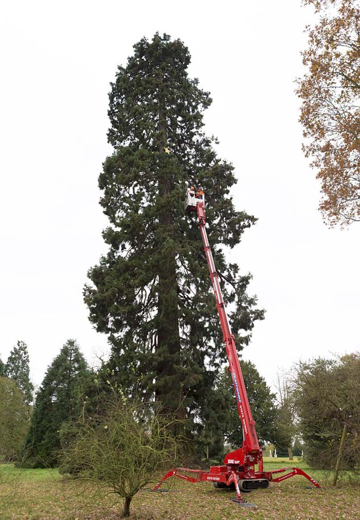 Un arbre de Noël de 158 ans