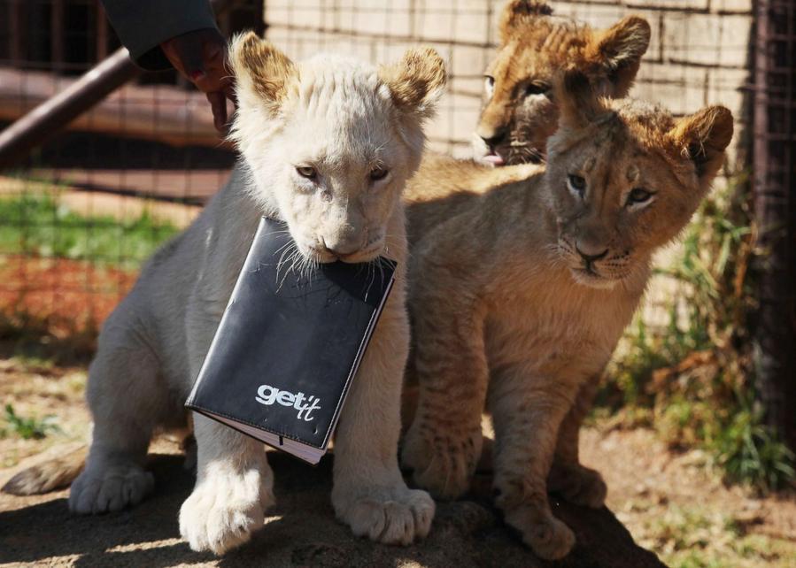 Ces bébés animaux qui nous font craquer 