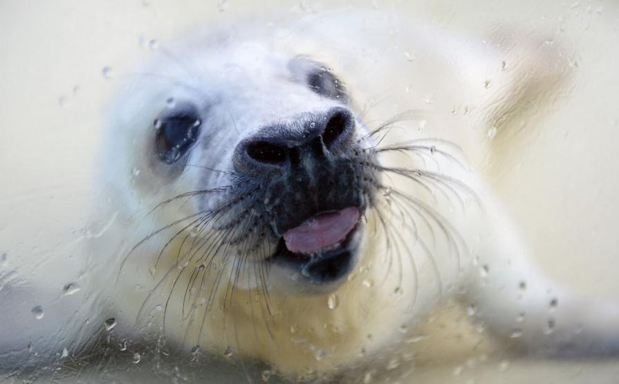 Ces bébés animaux qui nous font craquer 