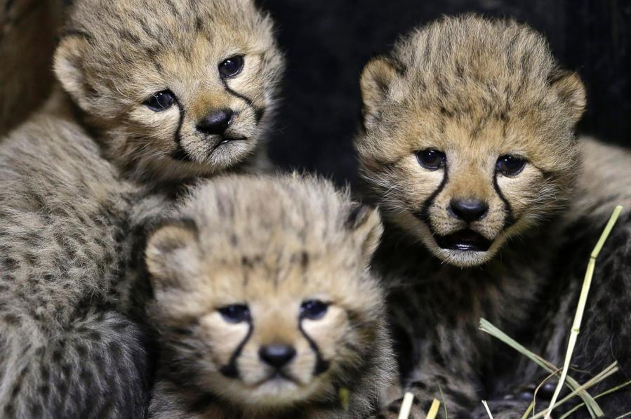 Trois bébés guépards au zoo de Prague