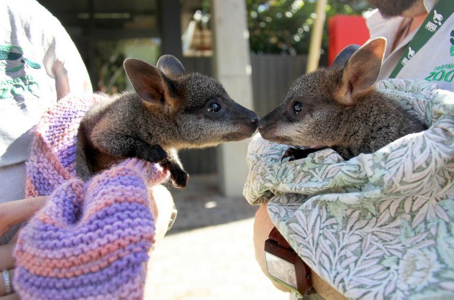 Deux bébés kangourous retrouvées dans les rues de Sydney.