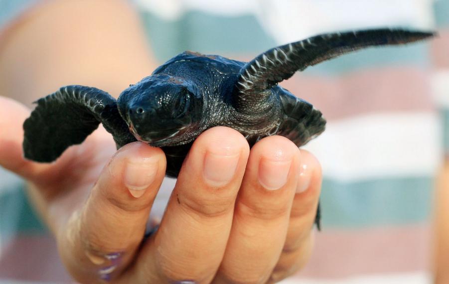 Ces bébés animaux qui nous font craquer 