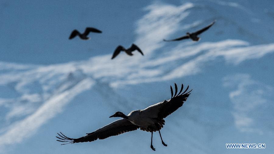 Grues à cou noir au Tibet