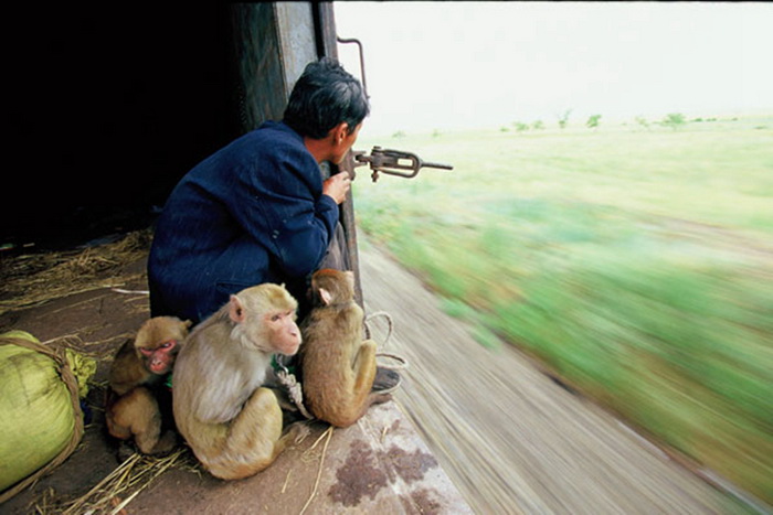 Yang Lingui regarde le paysage à l’extérieur d’un train avec ses singes à côté de lui.
