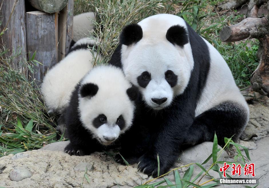 Les triplés de pandas du Parc zoologique de Changlong de Guangzhou fêtent leurs six mois