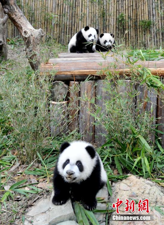 Les triplés de pandas du Parc zoologique de Changlong de Guangzhou fêtent leurs six mois