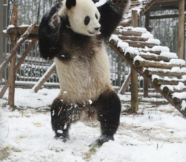 La danse d’un panda dans la neige