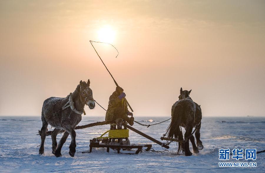 Lac Chagan : des pêcheurs aidés de chevaux pour jeter les filets.