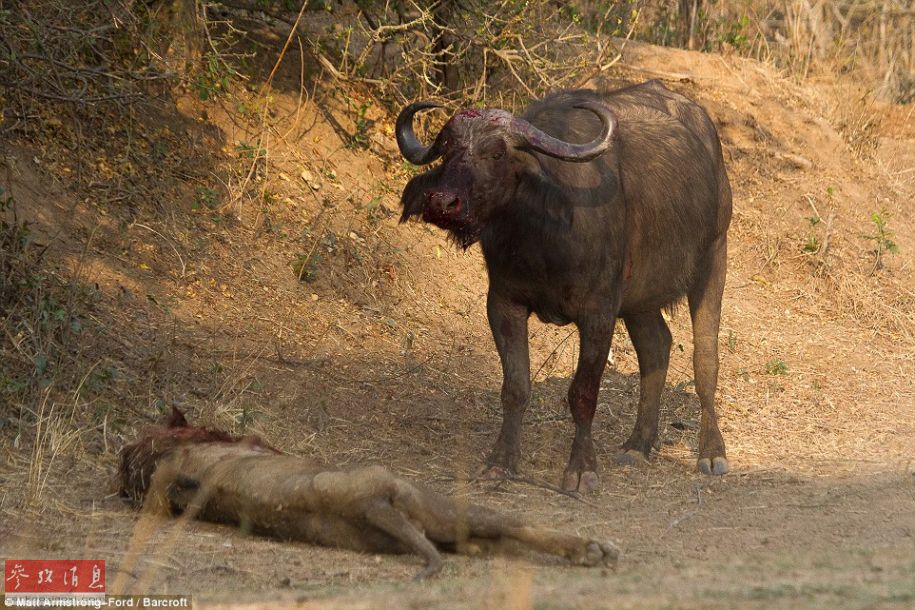 Images : Un buffle tue un lion