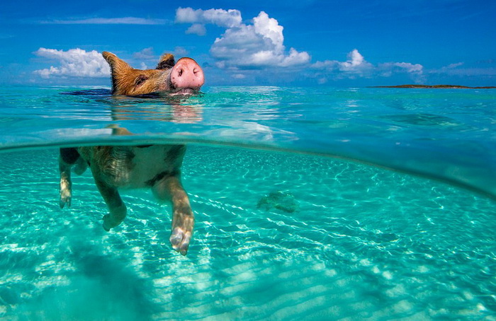 La vie heureuse des cochons des îles Bahamas