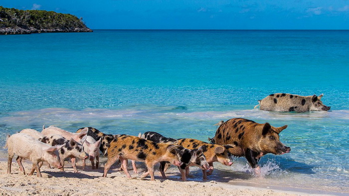 La vie heureuse des cochons des îles Bahamas