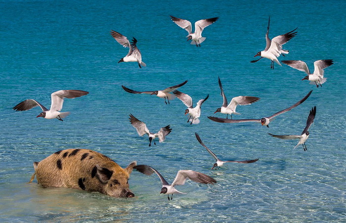 La vie heureuse des cochons des îles Bahamas