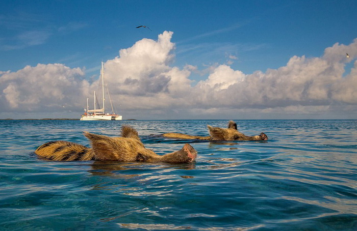 La vie heureuse des cochons des îles Bahamas