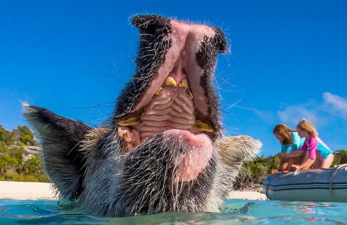 La vie heureuse des cochons des îles Bahamas