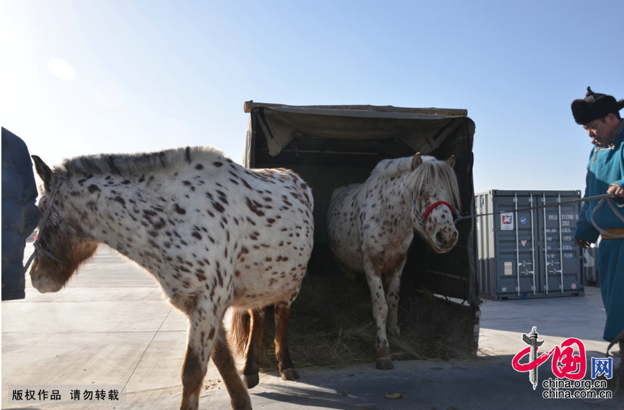 Altaï et Kherlen, les deux chevaux de Mongolie offerts à Xi Jinping, sont arrivés en Chine