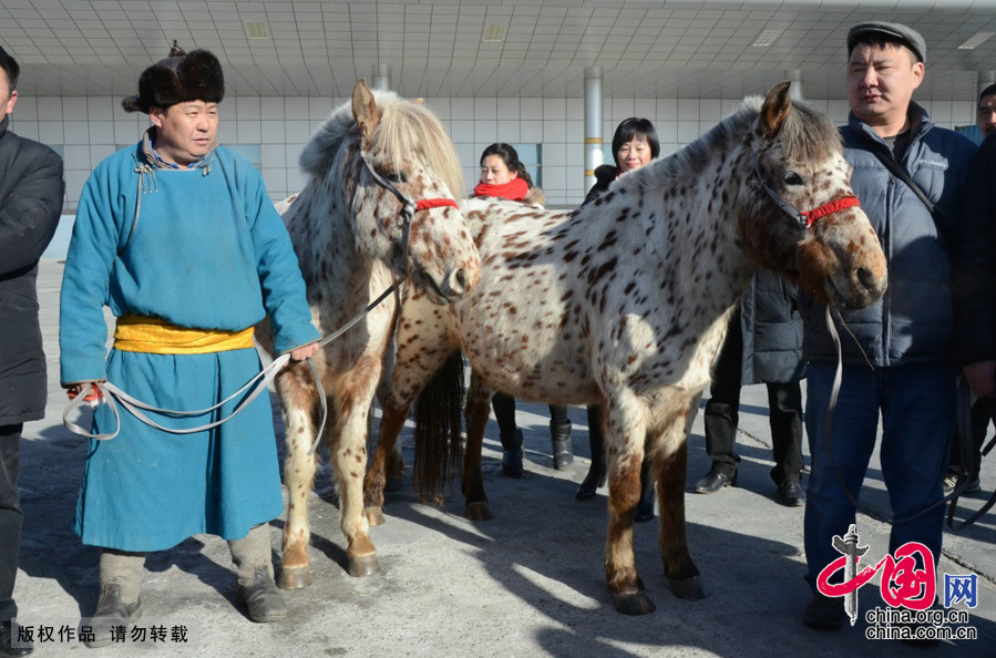 Altaï et Kherlen, les deux chevaux de Mongolie offerts à Xi Jinping, sont arrivés en Chine