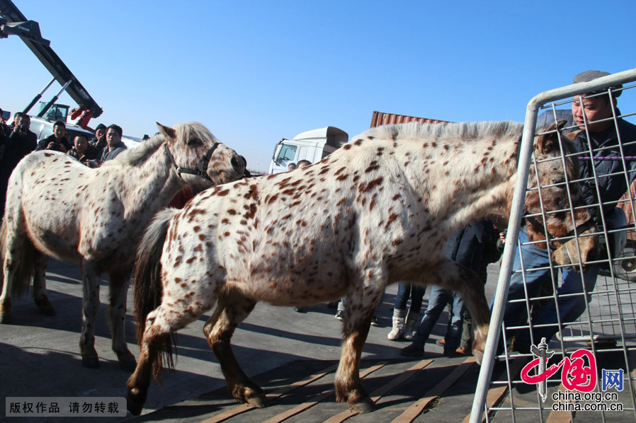 Altaï et Kherlen, les deux chevaux de Mongolie offerts à Xi Jinping, sont arrivés en Chine