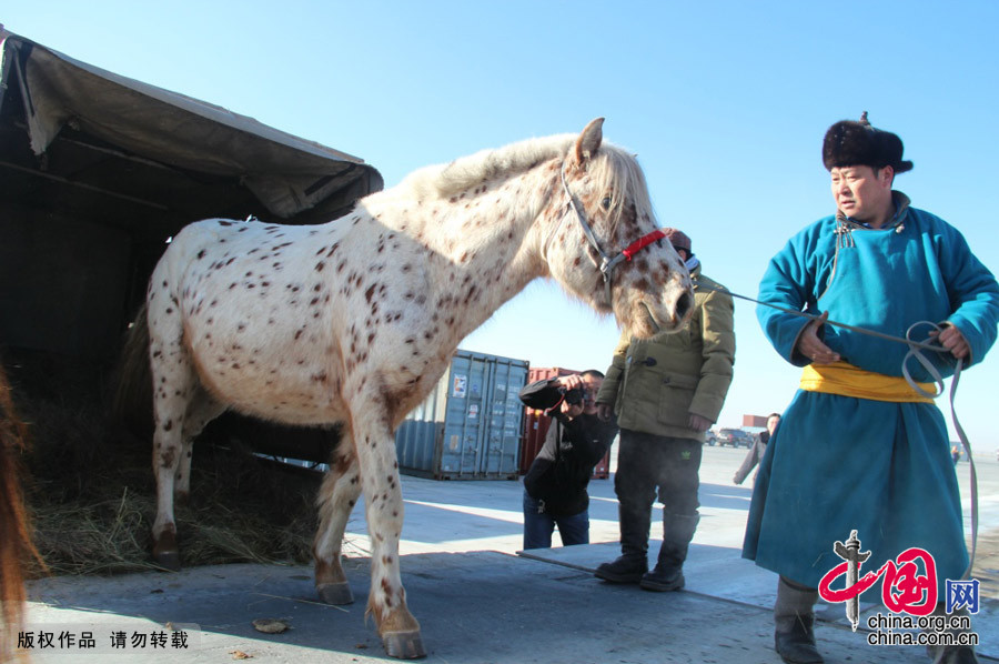 Altaï et Kherlen, les deux chevaux de Mongolie offerts à Xi Jinping, sont arrivés en Chine