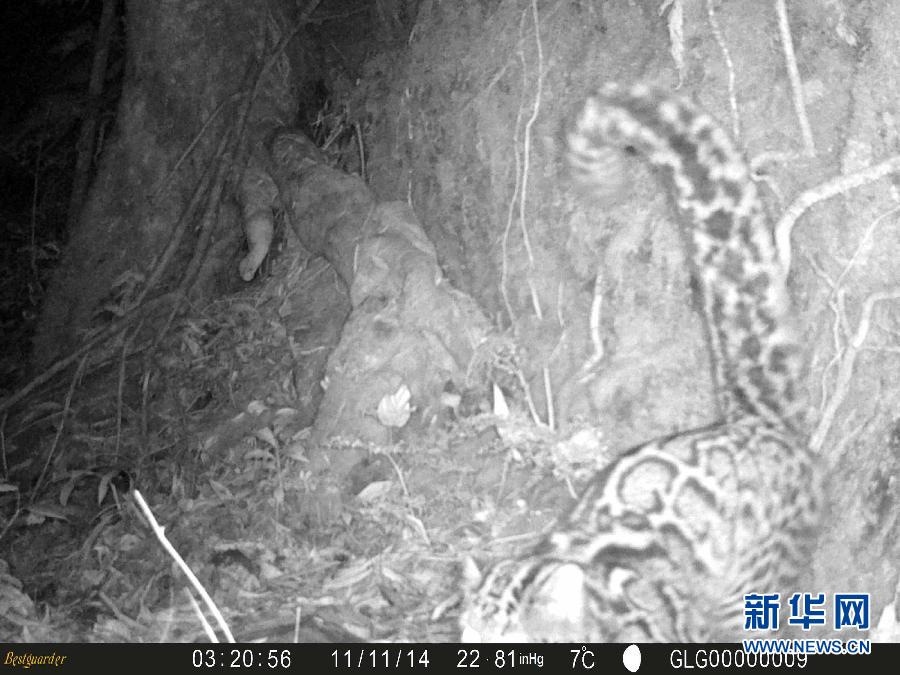 Le chat marbré est bien présent dans le Yunnan