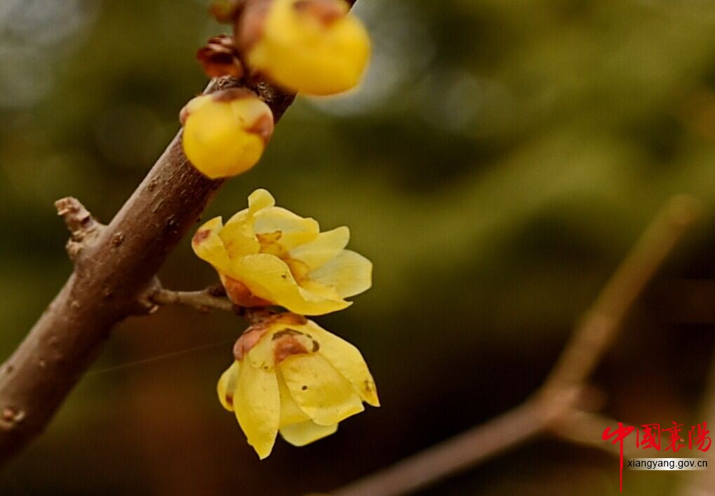 Les chimonanthes odorants à Yuliangzhou