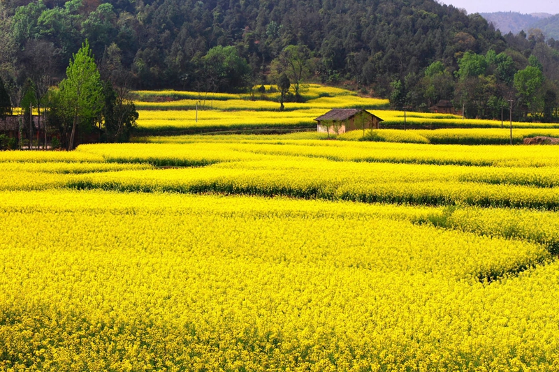 En 2015, venez à Hanzhong admirer la plus belle mer de fleurs de colza de Chine