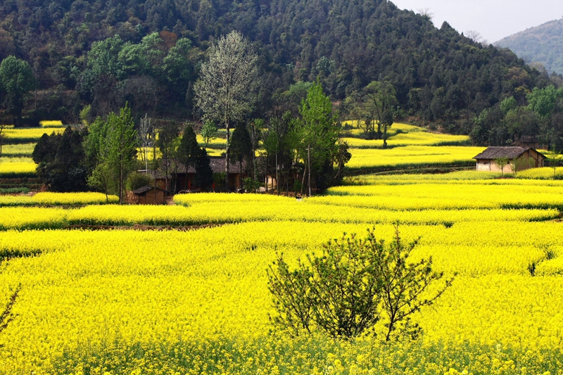 En 2015, venez à Hanzhong admirer la plus belle mer de fleurs de colza de Chine