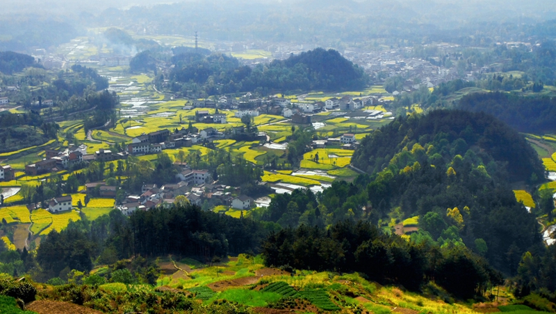 En 2015, venez à Hanzhong admirer la plus belle mer de fleurs de colza de Chine