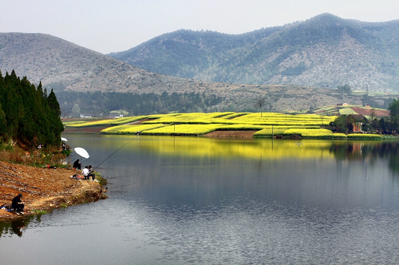 En 2015, venez à Hanzhong admirer la plus belle mer de fleurs de colza de Chine