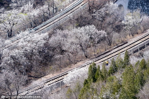Deux lignes de chemin de fer construites à travers les champs d'abricotiers du tronçon Juyongguan de la Grande Muraille. [Photo/CFP]