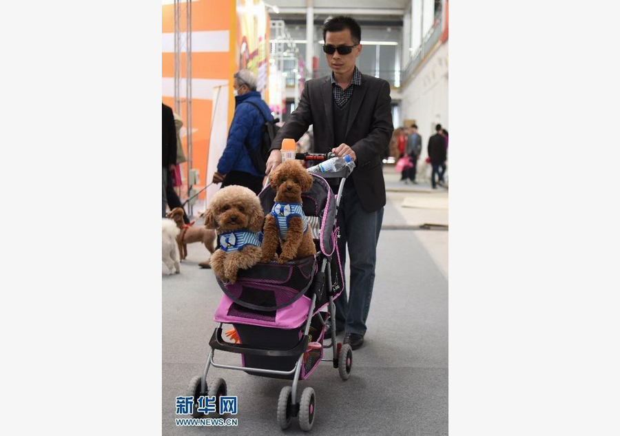 Les animaux de compagnie à l’honneur à Beijing