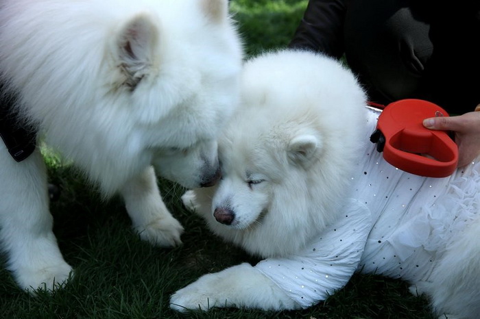 Cérémonie de mariage de groupe d'animaux de compagnie à Beijing