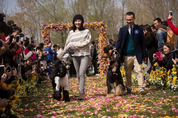 Cérémonie de mariage de groupe d'animaux de compagnie à Beijing